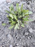 Gailardia  sadzonka 