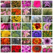 MAXI KOLEKCJA KWIATOWA - 35 opakowań - która upiększy każdy ogród.