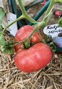 Pomidor Katja kolekcjonerskie nasiona