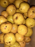 Pigwowiec nie pigwa, naturalny, ekologiczny owoc