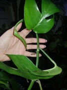 Epipremnum pinatum pinnatum Baltic blue Mint cięty szczyt 