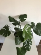 Monstera + Philodendron 'Silver Sword'