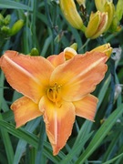 Liliowiec Solina C3 - 4 szt. - 84zł