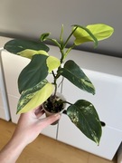 Philodendron Bipennifolium Variegata