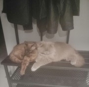 Ragdoll i Brytyjczyk Długowłosy