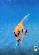 Skalar Koi / Red Devil 