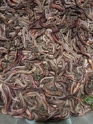 Duże Rosówki Żywe!!!