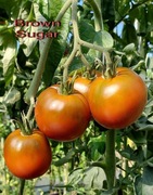 Pomidor Brown Sugar - 10 nasion dla kolekcjonera HIT
