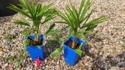 Trachycarpus Bułgaria i Trachycarpus Bułgaria x Wagnerianus zestaw 2szt