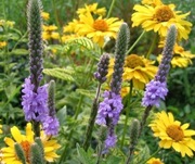 Werbena sztywna Verbena stricta 20n