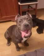 American Bully