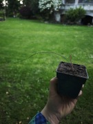 Przęśl Ephedra sp. Sadzonka