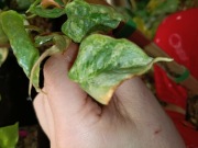 philodendron sodiroi variegata-cięty szczyt