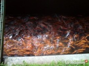 KARAŚ KOLOR,KARP KOI,ORFA,KARP,AMUR,TOŁPYGA,LIN,SZCZUPAK DO STAWÓW I OCZEK