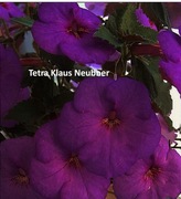 Achimenesy Tetra Klaus Neubner kłącze 