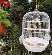 Kanarki, glostery, kanarek