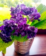 Skrętnik - sadzonki w kolorze fioletowym