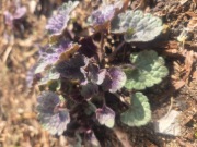 Kłosowiec anyżowy zdjęcia sadzonek a nie przykładowe