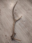 Poroze jelenia sprzedam