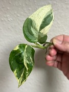 Monstera Adansonii Sp. Laniata Variegata ukorzeniona sadzonka