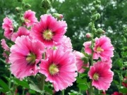 Malwa ogrodowa -ciemno-różowa 30n