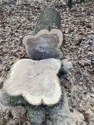 Pień dębu czerwonego o wymiarach 73x78 cm