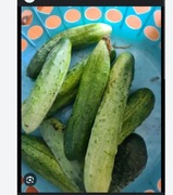 Nasiona  ogórków palczik. 