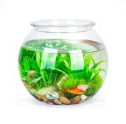 Akwarium w kształcie kuli 4l