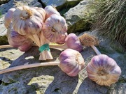 Czosnek harnaś polski  30 sztuk 5,5cm 