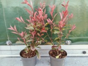 Głogownik Carre Rouge