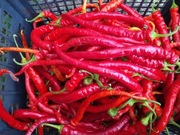 Nasiona Papryki  Corbaci słodka