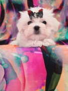 Malrańczyk sunia korea ZKwP Fci