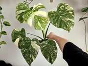 Monstera Thai Mutation hydroponika 6 liści