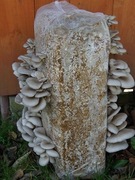 Balot boczniaka 15kg 