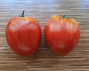 pomidor Anna Russian nasiona kolekcjonerskie