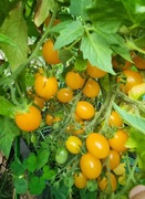 Pomidor Megagroniasty Żółty 10 nasion kolekcjonerskich wielkie grona