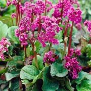 Bergenia sercowata