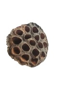 Ozdoba naturalna do formikarium mrówki 