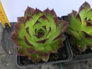 Rojnik ,sukulent,skalniak. Zamów 10 sztuk dwie dostaniesz gratis !!!