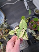 Zestaw ficus begonia philodendron syngonium 