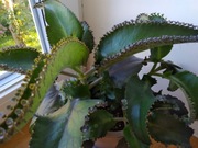 ŻYWORÓDKA sadzonki z korzeniem