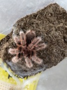 Ptaszniki G rosea clasi i porteri