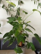 Epipremnum pinnatum variegata