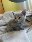 Kociak Rosyjski Niebieski słodki chłopczyk