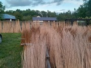 Wiklina korowana od 100 do 180 cm