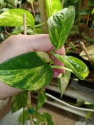 epipremnum white sport-cięty szczyt