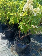 Hortensja bukietowa Phantom 