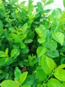 Laurowiśnia Novita wys 70 cm w donicy 5L