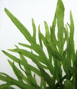 Microsorum Trident, sadzonka min. 3 listki, hodowla podwodna