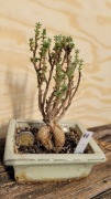Trichodiadema - okaz 15letni - caudex, kaudeks - bonsai - #11